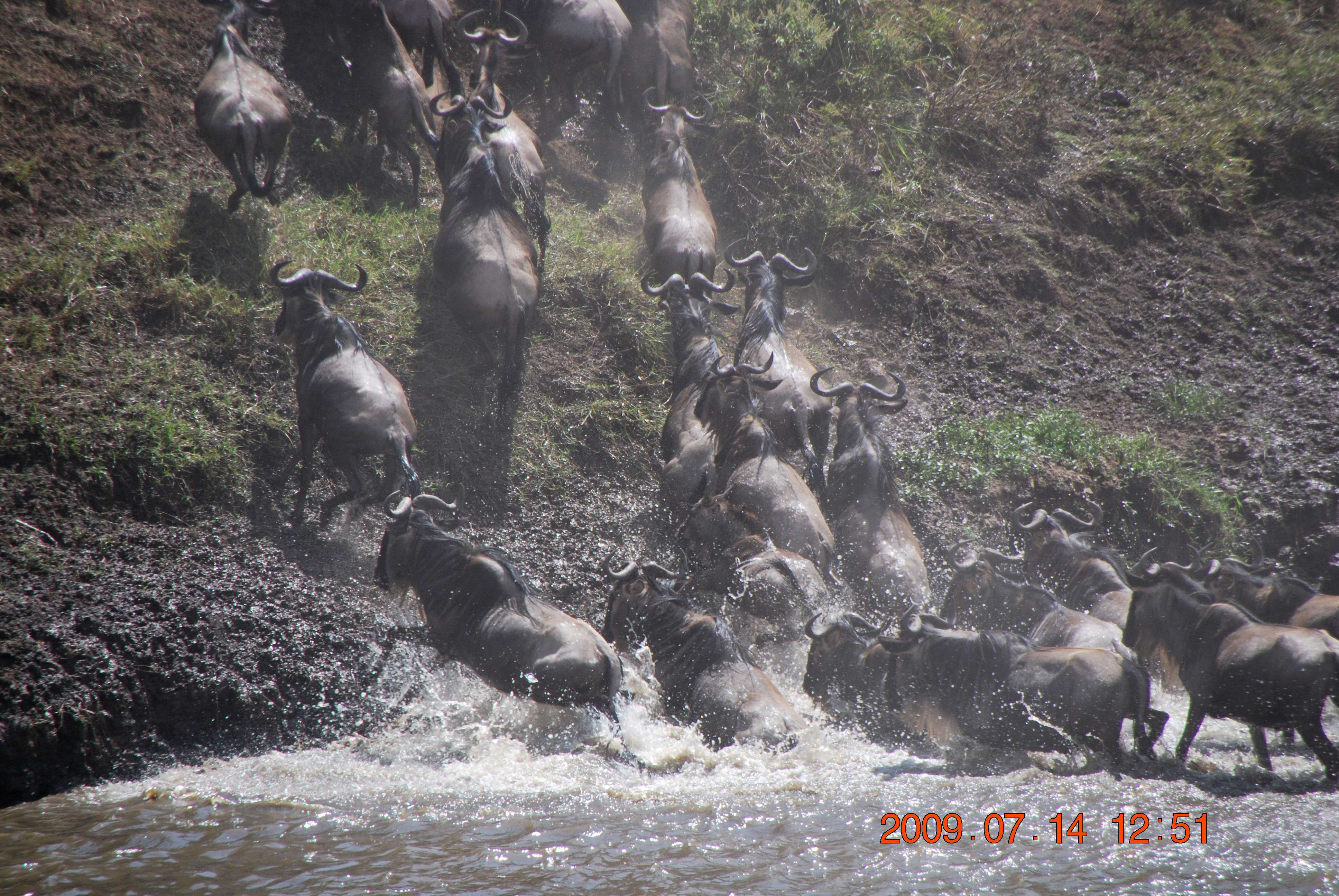 Kenia una experiencia inolvidable - Blogs de Kenia - El cruce del río Mara. (9)
