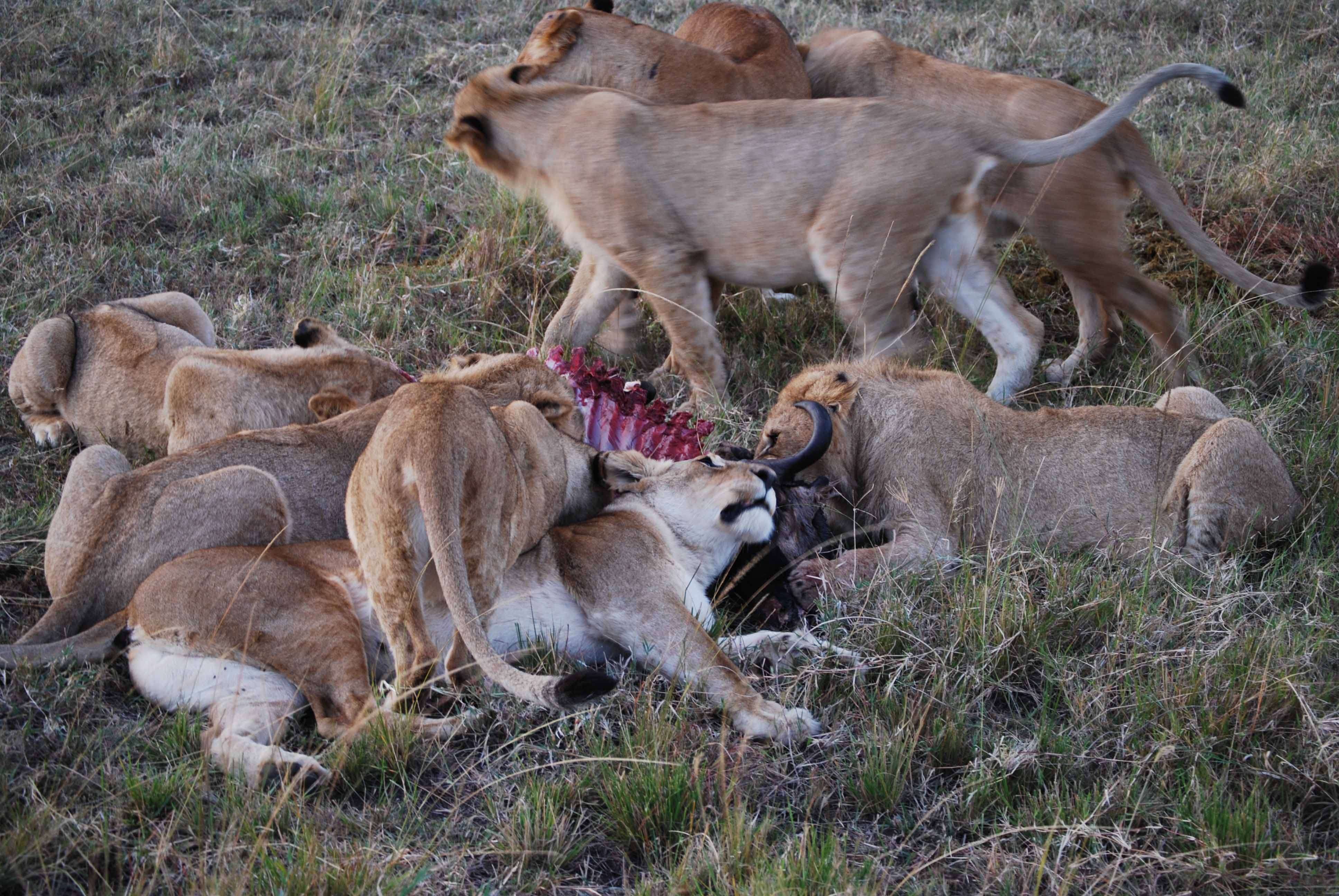 Regreso al Mara - Kenia - Blogs de Kenia - En busca del rino y el pajarito Hello, Hello (11)